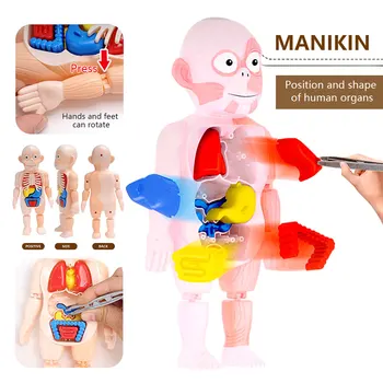 17 Gab Mazulis Montessori Rotaļlietas Puzzle Cilvēka Ķermeņa Anatomiju Modelis Noņemams Saliktas Rotaļlietas Ķermeņa Orgānu Mācību Līdzekli Dāvana Bērniem Vecumā 3+